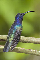 Violet Sabre-wing (Campylopterus hemileucurus), Costa Rica