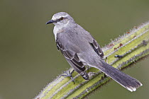 Tropical Mockingbird (Mimus gilvus), Trinidad and Tobago