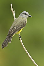 Tropical Kingbird (Tyrannus melancholicus), Trinidad and Tobago