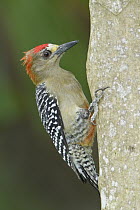 Red-crowned Woodpecker (Melanerpes rubricapillus), Trinidad and Tobago
