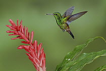 Copper-rumped Hummingbird (Amazilia tobaci), Trinidad and Tobago