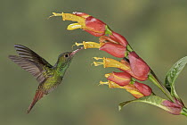 Rufous-tailed Hummingbird (Amazilia tzacatl) feeding on nectar, Costa Rica