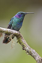 Green Violet-ear (Colibri thalassinus), Costa Rica