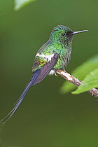 Green Thorntail (Discosura conversii) male, Costa Rica