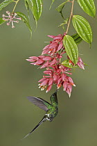 Green Thorntail (Discosura conversii) feeding on nectar, Costa Rica
