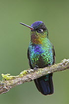 Fiery-throated Hummingbird (Panterpe insignis) male, Costa Rica