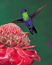Violet-crowned Woodnymph (Thalurania colombica) male, Costa Rica