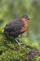 Dark-backed Wood-Quail (Odontophorus melanonotus), Ecuador