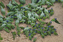 Blue-headed Parrot (Pionus menstruus) flock at clay lick, Ecuador