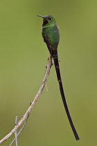 Black-tailed Trainbearer (Lesbia victoriae) male, Ecuador
