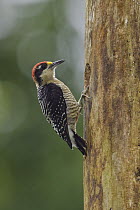 Black-cheeked Woodpecker (Melanerpes pucherani) male, Ecuador