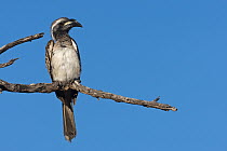 African Grey Hornbill (Tockus nasutus), Kgalagadi Transfrontier Park, Northern Cape, South Africa