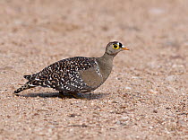 Double-banded Sandgrouse (Pterocles bicinctus), South Africa