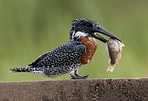 Giant Kingfisher (Megaceryle maxima) with fish prey, South Africa