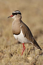 Crowned Lapwing (Vanellus coronatus), Kgalagadi Transfrontier Park, Northern Cape, South Africa