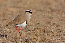 Crowned Lapwing (Vanellus coronatus), Kgalagadi Transfrontier Park, Northern Cape, South Africa