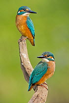 Common Kingfisher (Alcedo atthis) pair, Saxony-Anhalt, Germany