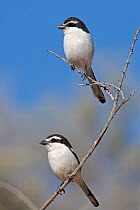 Common Fiscal (Lanius collaris) pair, Kgalagadi Transfrontier Park, Northern Cape, South Africa