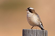 White-browed Sparrow-Weaver (Plocepasser mahali), Kgalagadi Transfrontier Park, Northern Cape, South Africa