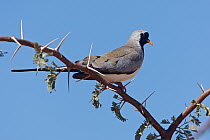 Masked Dove (Oena capensis), Northern Cape, South Africa