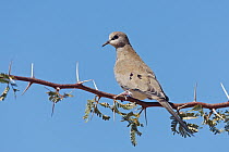 Masked Dove (Oena capensis), Kgalagadi Transfrontier Park, Northern Cape, South Africa