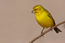 Yellow Canary (Serinus flaviventris) male, Kgalagadi Transfrontier Park, Northern Cape, South Africa