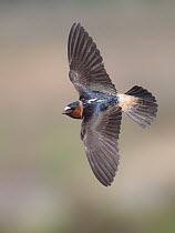 American Cliff Swallow (Petrochelidon pyrrhonota), California