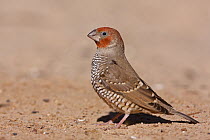 Red-headed Finch (Amadina erythrocephala), Kgalagadi Transfrontier Park, Northern Cape, South Africa