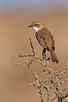 Mariqua Flycatcher (Bradornis mariquensis), Kgalagadi Transfrontier Park, Northern Cape, South Africa