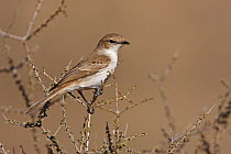 Mariqua Flycatcher (Bradornis mariquensis), Kgalagadi Transfrontier Park, Northern Cape, South Africa