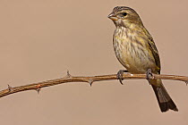 Yellow Canary (Serinus flaviventris) female, Kgalagadi Transfrontier Park, Northern Cape, South Africa