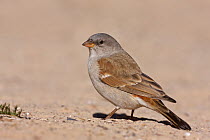 Southern Grey-headed Sparrow (Passer diffusus), Kgalagadi Transfrontier Park, Northern Cape, South Africa