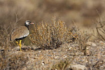 Northern Black Korhaan (Afrotis afraoides) male, Kgalagadi Transfrontier Park, Northern Cape, South Africa