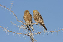 Greater Kestrel (Falco rupicoloides) perched pair, Namibia