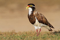 Banded Lapwing (Vanellus tricolor), Coral Bay, Australia