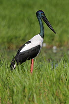 Black-necked Stork (Ephippiorhynchus asiaticus), Kakadu National Park, Australia