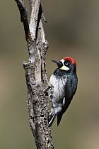Acorn Woodpecker (Melanerpes formicivorus), New Mexico