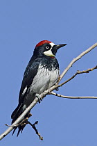 Acorn Woodpecker (Melanerpes formicivorus), New Mexico