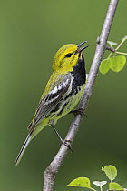 Black-throated Green Warbler (Setophaga virens) singing male, Ontario, Canada
