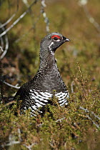 Spruce Grouse (Falcipennis canadensis) male, Manitoba, Canada