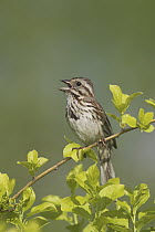 Song Sparrow (Melospiza melodia) singing, British Columbia, Canada