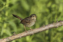 Song Sparrow (Melospiza melodia) juvenile