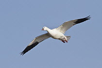 Ross' Goose (Chen rossii), New Mexico