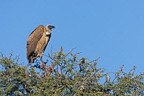 White-backed Vulture (Gyps africanus), Kgalagadi Transfrontier Park, Northern Cape, South Africa
