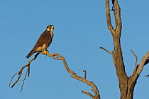 Lanner Falcon (Falco biarmicus), Kgalagadi Transfrontier Park, Northern Cape, South Africa