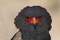 Bateleur Eagle (Terathopius ecaudatus) adult, Kgalagadi Transfrontier Park, Northern Cape, South Africa