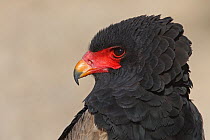 Bateleur Eagle (Terathopius ecaudatus), Kgalagadi Transfrontier Park, Northern Cape, South Africa