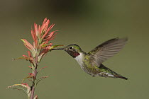 Broad-tailed Hummingbird (Selasphorus platycercus) male feeding on nectar, California