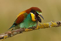 European Bee-eater (Merops apiaster) regurgitating pellet, France