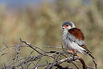 Pygmy Falcon (Polihierax semitorquatus), Kgalagadi Transfrontier Park, Northern Cape, South Africa